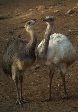 Büyük Rhea (Rhea americana).