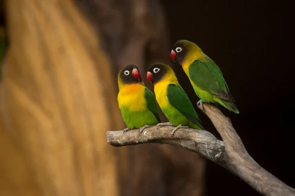 The yellow-collared lovebird, masked lovebird, black-masked lovebird or eye ring lovebird (Agapornis personatus).