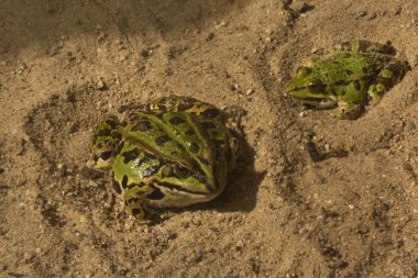 Bataklık Kurbağası (Rana ridibunda).