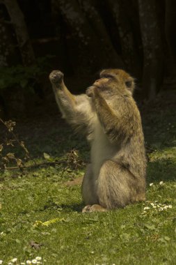 Barbar maymun, Barbar maymun (Macaca sylvanus).