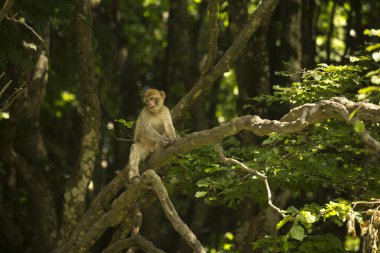 Barbar maymun, Barbar maymun (Macaca sylvanus).