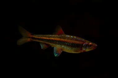 Gökkuşağı Parlatıcı (Notropis kromozomu)).