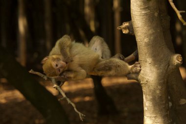 The Barbary macaque, Barbary ape (Macaca sylvanus). clipart