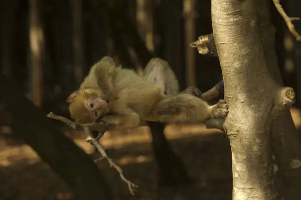 stock image The Barbary macaque, Barbary ape (Macaca sylvanus).