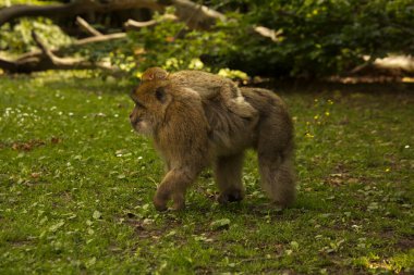 Barbar maymun, Barbar maymun (Macaca sylvanus).