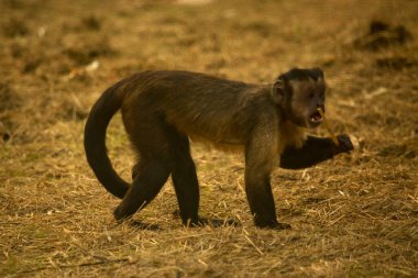 The tufted capuchin, brown capuchin, black-capped capuchin,  pin monkey (Sapajus apella). clipart