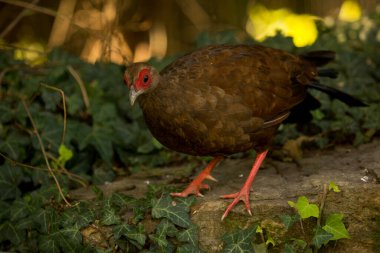 Edwards sülünü (Lophura edwardsi), dişi..