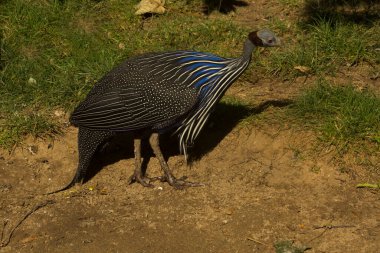 The Vulturine guineafowl (Acryllium vulturinum). clipart