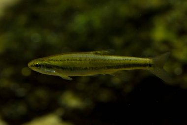 Redside dace (Clinostomus elongatus).