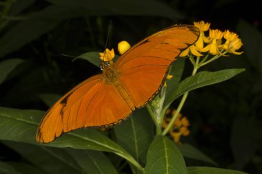 Julia Kelebeği, Julia Heliconian, Alevler, Alevler (Dryas iulia).