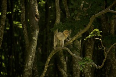 Barbar maymun, Barbar maymun (Macaca sylvanus).