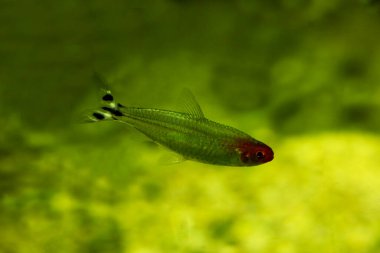 Sahte remi-burun tetra (Petitella georgiae).