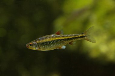 Güney Kızılgöbekli Dace (Chrosomus erythrogaster).