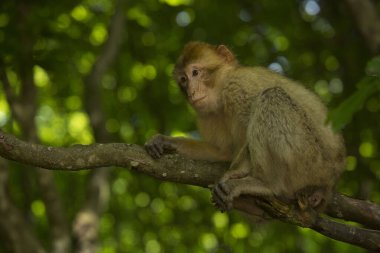 Barbar maymun, Barbar maymun (Macaca sylvanus).