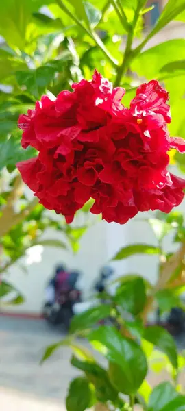 Flor Hibisco Rojo Sobre Fondo Verde Jardín Tropical —  Fotos de Stock