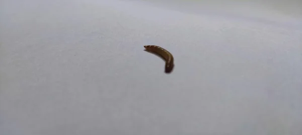 Close Mealworm Απομονωμένο Λευκό Φόντο — Φωτογραφία Αρχείου