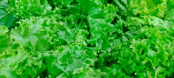 Close up lettuce organic salad, fresh green hydroponic vegetable. Salad leaves background. Vegetarian food, healthy lifestyle