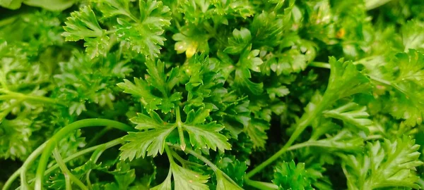 Fresh Celery Leaves Texture Background Market — Stock Photo, Image