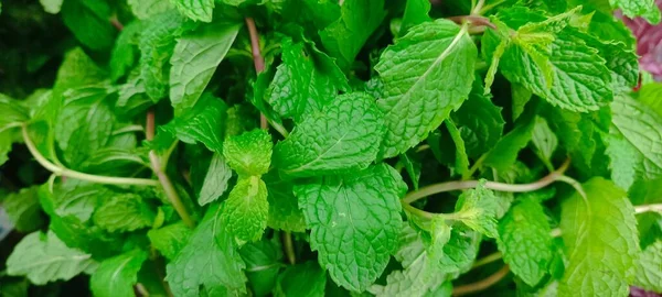 Fresh Mint Leaf Texture Background Market — Stock Photo, Image