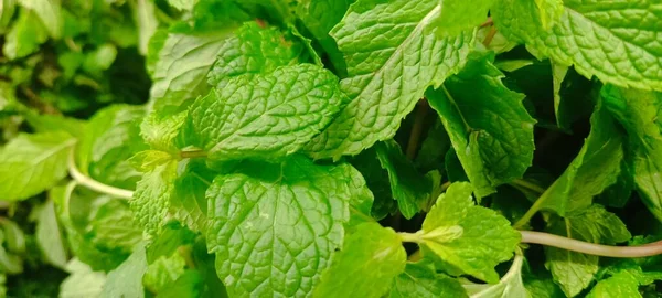 Fresh Mint Leaf Texture Background Market — Stock Photo, Image