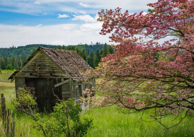 Çayırlık, güzel çiçek açan kiraz ağacının yanındaki bu eski çiftlik evinin evidir. Trout Lake, WA 'da bulundu..