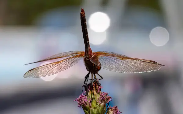 Nahaufnahme Von Drachenfliege Auf Blume Mit Bokeh Hintergrund — Stockfoto
