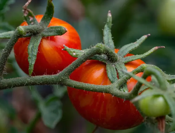 Ripe tomatoes on the vine.