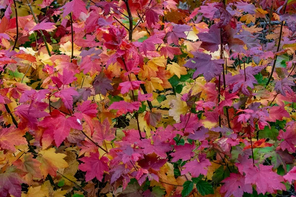 An explosion of bright vibrant fall maple leaves.  Red, orange, pink, purple, yellow and green.