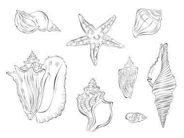 Deniz kabuğu çizimi karalama vektör el çizimi. Beyaz arkaplanda izole.