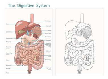 İç insan sindirim sistemi taslağı ve düz vektör çizimi. Gastrobağırsak yolu. Vektör sindirim sistemi karaciğer özofagus mide pankreas safra kesesi duodenum apandisit bağırsak.