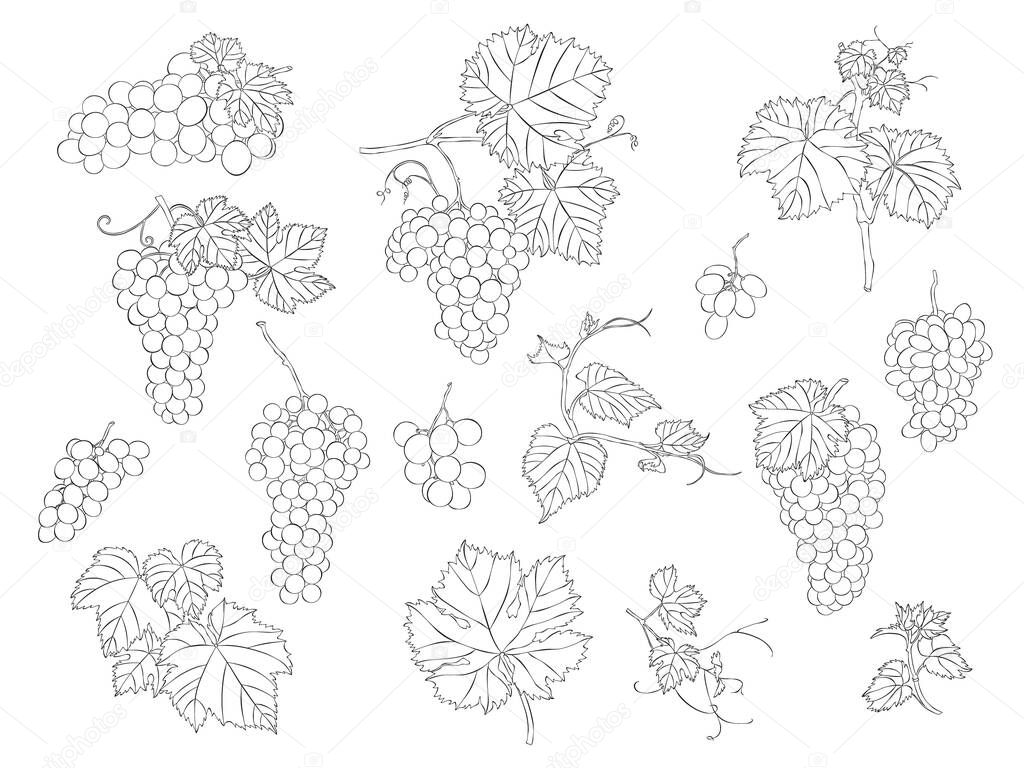 Grapes, leaves and beans hand-draw sketches. Vector illustrations. Collection of isolated outline objects on a white editable background.