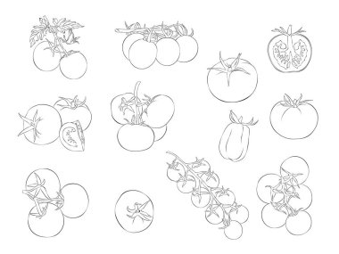 Domates. Vektör çizimi. Beyaz arka planda tek bir nesne var. Elle çizilmiş biçim.