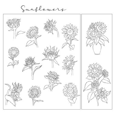 Vektör ayçiçeği çizimleri sanat seti. Çiçek taslağı, kabartmalı illüstrasyon. Tasarım elemanları. Düzenlenebilir özet rengi.