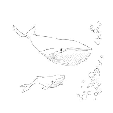 Beyaz arka planda izole edilmiş balina anne ve bebek ana hatları vektör çizimi.