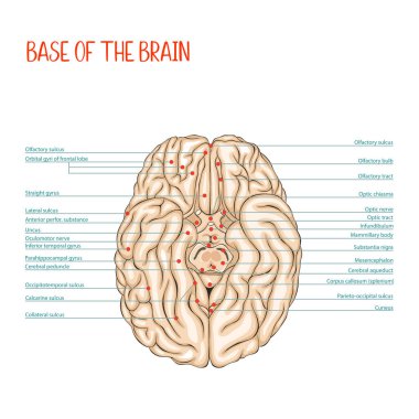Beynin alt kısmı. İnsan beyni. Anatomi. Tıbbi vektör çizimi, renkli, özet.