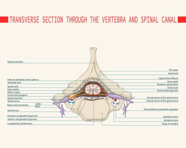 Omurga ve omurilik kanalından bir bölüm. Omurilik. 