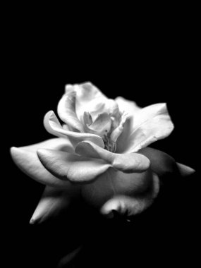 Siyah arka planda bir Rose 'un siyah beyaz fotoğrafı. Tek Renkli
