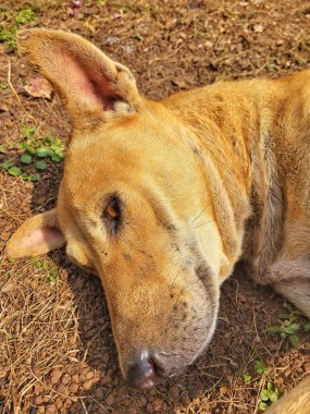 Köpek yerde uyuyor. Yüzeyin derinliği. Seçici odak.