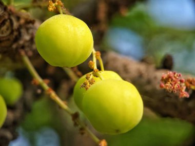 Gooseberry 'nin dallarından sarkan sarı meyve kümeleriyle yakın plan bir fotoğrafı..