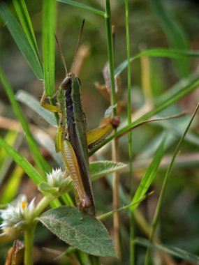 Yapraklar ve çiçeklerle çevrili bir ot yaprağına tünemiş bir çekirgenin yakın plan fotoğrafı..