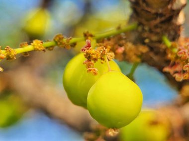 Gooseberry 'nin dallarından sarkan sarı meyve kümeleriyle yakın plan bir fotoğrafı..