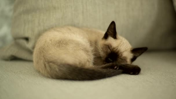 Little Black White Cat Taking Nap Sofa — Stock Video