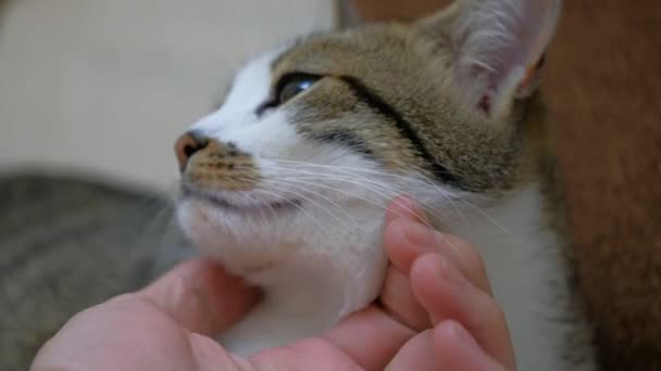 Close Shot Pet Owner Petting One Hand Cute Green Eyed — Stock Video