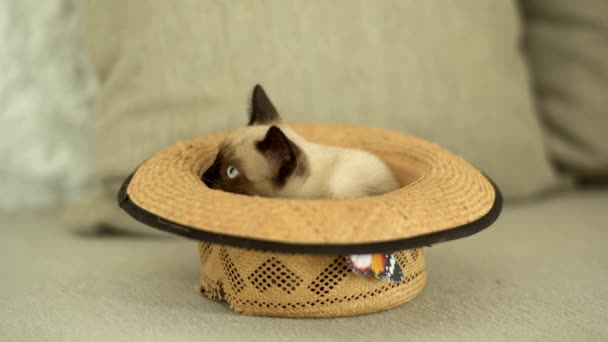 Gato Siamés Está Dentro Sombrero Paja Sofá — Vídeos de Stock