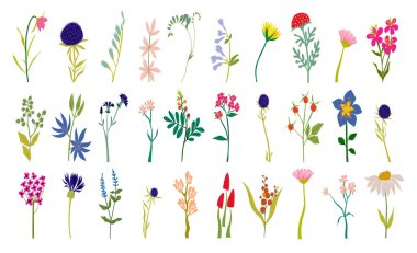 Beyaz bir arka planda izole edilmiş renkli yabani çiçekler, dallar ve otlar. El çizimi botanik vektör çizimi. Tebrik kartı, çiçek posteri, düğün davetiyesi veya davetiye tasarımı için çiçek unsurları. Vektör illüstrasyonu.