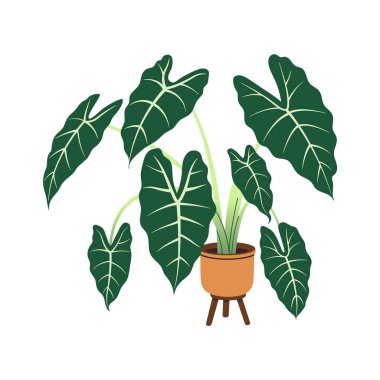 Çiçek saksısında Alocasia bitkisi. Saksının içinde, yerde saksıda saksı var. Moda ofis ve iç dekorasyon için ev bitkisi. Düz vektör çiçek çizimi beyaz arkaplanda izole edildi.