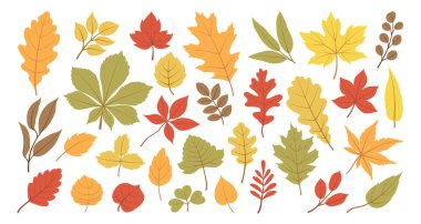 Farklı ağaçlardan sonbahar yaprakları, meşe, akçaağaç, kestane. Basit, sarı, kırmızı, turuncu sonbahar yaprağı desen, afiş, etiket, Hallo sonbahar kartı. Beyaz arkaplanda düz vektör illüstrasyonu