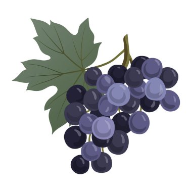 Üzüm salkımı. Mavi üzümlü taç. Meyve suyu, şarap ambalajı tasarımı, kart ve pankart. Beyaz arkaplanda vektör el çizimi.