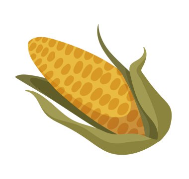 Mısır koçanı çizimi. Sarı mısır darı çizimi. Şükran Günü kartı için mısır koçanı güz hasadı, etiket. Yemek tarifi için içerik çizimi. Vektör çizgi film illüstrasyonu.
