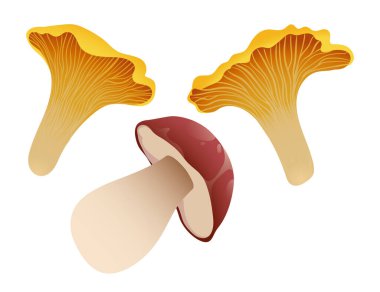 Chanterelle ve porcini mantarı. Sağlıklı organik yiyecekler, yenilebilir taze mantarlar. Orman mantarları. Beyaz arkaplanda izole edilmiş vektör el çizimi illüstrasyon.